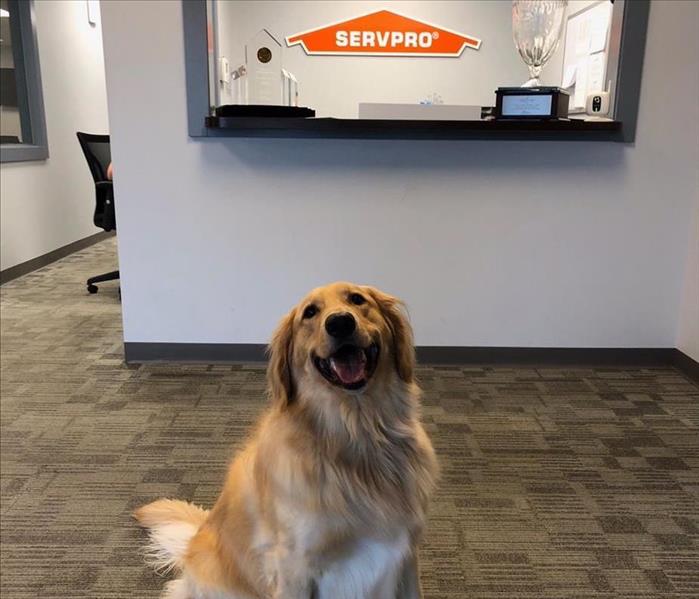 Golden retriever sitting in front of a SERVPRO sign.