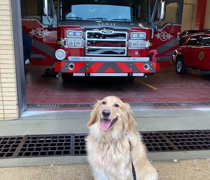 dog in front of fire truck. 